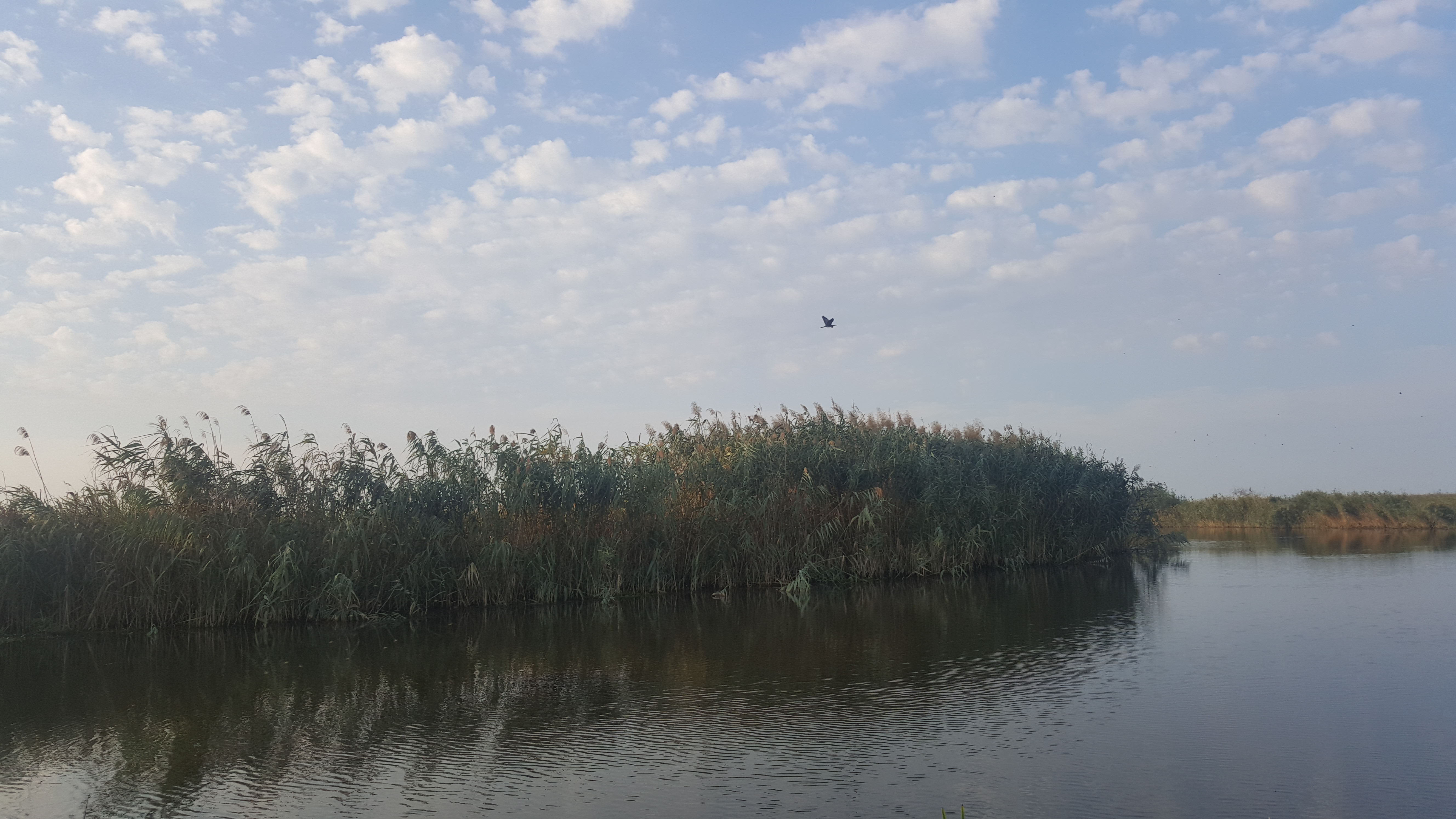 Ciotica - Delta Dunarii